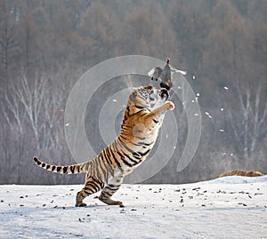 Siberian tiger in a jump catches its prey. Very dynamic shot. China Harbin. Mudanjiang province. Hengdaohezi park.