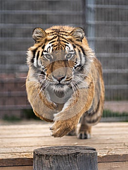 Siberian tiger is jumping and ready to attack. Siberian tiger in the zoo jumping and scaring visitors