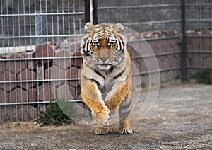 Siberian tiger is jumping and ready to attack. Siberian tiger in the zoo jumping and scaring visitors