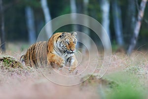 Siberian tiger jumping in wild taiga. Siberian tiger, Panthera tigris altaica