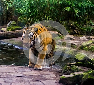 Siberian tiger just coming out of his bath, Endangered animal specie from Siberia