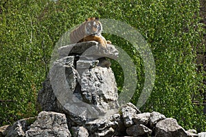 Siberian Tiger laying on a big stone heap