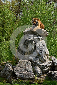 Siberian Tiger laying on a big stone heap