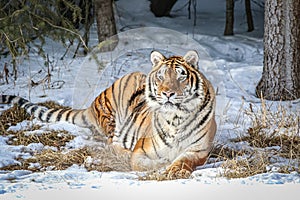 Siberian tiger laying down facing camera