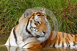 Siberian Tiger laying in the water