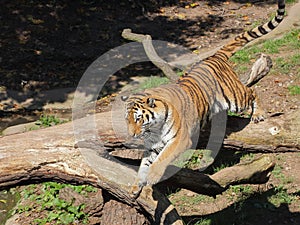 Siberian tiger leaping