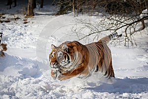 Siberian tiger in leaping heavy winter snow