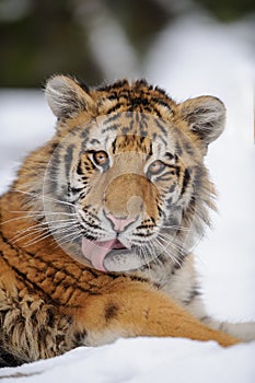 Siberian tiger licking himself