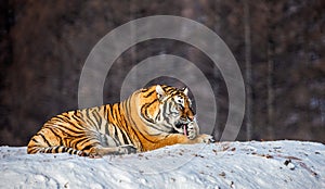 Siberian tiger lies in a snowy glade. China. Harbin. Mudanjiang province. Hengdaohezi park.