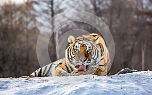 Siberian tiger lies in a snowy glade. China. Harbin. Mudanjiang province. Hengdaohezi park.