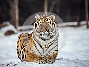 Siberian tiger lies in a snowy glade. China. Harbin. Mudanjiang province. Hengdaohezi park. Siberian Tiger Park.