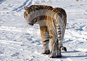 Siberian Tiger Looking Back