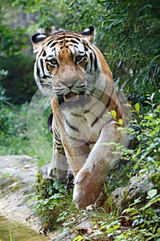 Siberian tiger looking at the camera