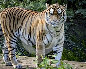 Siberian Tiger