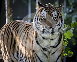Siberian Tiger