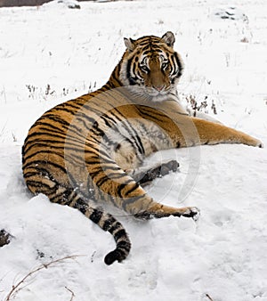 Siberian Tiger Lounging On A rock photo