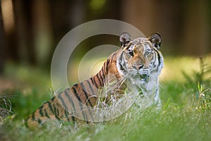 Siberian tiger lying in the grass in summer forest. Beast of preoccupation with the surroundings