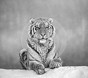 Siberian tiger lying on a snow-covered hill. Portrait against the winter forest. Black and white. China.