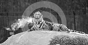 Siberian tiger lying on a snow-covered hill. Portrait against the winter forest. Black and white. China.