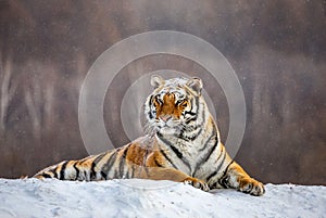 Siberian tiger lying on a snow-covered hill. Portrait against the winter forest. China. Harbin. Mudanjiang province.