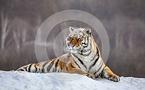 Siberian tiger lying on a snow-covered hill. Portrait against the winter forest. China. Harbin. Mudanjiang province.