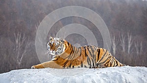 Siberian tiger lying on a snow-covered hill. Portrait against the winter forest. China. Harbin. Mudanjiang province.