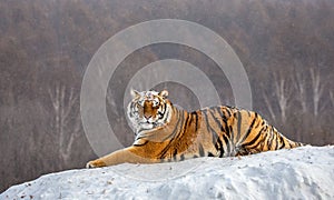 Siberian tiger lying on a snow-covered hill. Portrait against the winter forest. China. Harbin. Mudanjiang province.