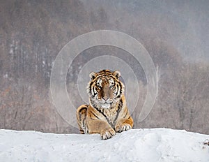 Siberian tiger lying on a snow-covered hill. Portrait against the winter forest. China. Harbin. Mudanjiang province.