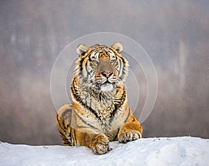 Siberian tiger lying on a snow-covered hill. Portrait against the winter forest. China. Harbin. Mudanjiang province.