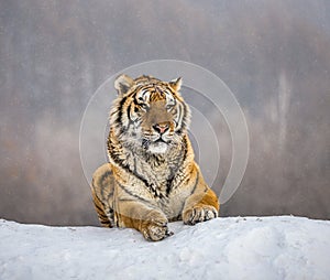 Siberian tiger lying on a snow-covered hill. Portrait against the winter forest. China. Harbin. Mudanjiang province.