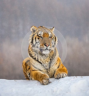 Siberian tiger lying on a snow-covered hill. Portrait against the winter forest. China. Harbin. Mudanjiang province.