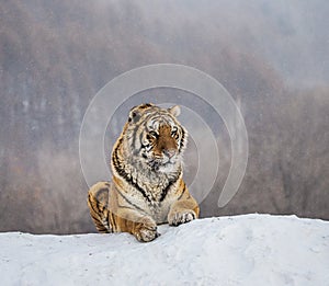 Siberian tiger lying on a snow-covered hill. Portrait against the winter forest. China. Harbin. Mudanjiang province.