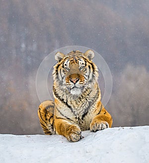 Siberian tiger lying on a snow-covered hill. Portrait against the winter forest. China. Harbin. Mudanjiang province.