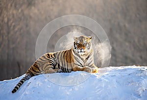 Siberian tiger lying on a snow-covered hill. Portrait against the winter forest. China. Harbin. Mudanjiang province.