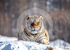 Siberian tiger lying on a snow-covered hill. Portrait against the winter forest. China. Harbin. Mudanjiang province.