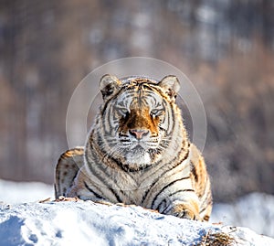Siberian tiger lying on a snow-covered hill. Portrait against the winter forest. China. Harbin. Mudanjiang province.