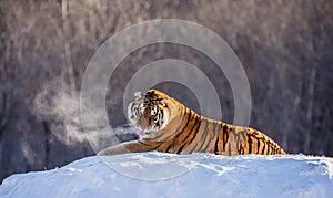 Siberian tiger lying on a snow-covered hill. Portrait against the winter forest. China. Harbin. Mudanjiang province.