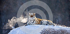 Siberian tiger lying on a snow-covered hill. Portrait against the winter forest. China. Harbin. Mudanjiang province.