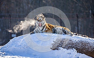 Siberian tiger lying on a snow-covered hill. Portrait against the winter forest. China. Harbin. Mudanjiang province.