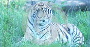 The Siberian Tiger A Majestic Creature in the Wild