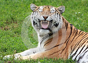 Siberian Tiger making funny face