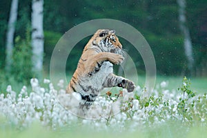 Siberian tiger in nature forest habitat, foggy morning. Amur tiger hunting in green grass. Dangerous animal, taiga, Russia. Big ca