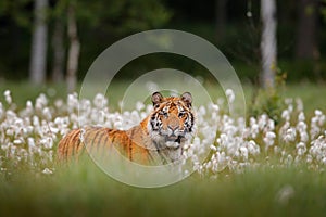 Siberian tiger in nature forest habitat, foggy morning. Amur tiger hunting in green white cotton  grass. Dangerous animal, taiga,