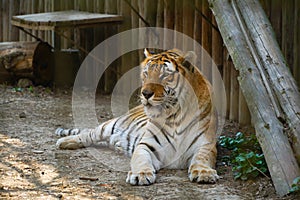 The Siberian tiger Panthera tigris tigris, also Amur tiger Panthera tigris altaica portrait on a dark background. Beautiful ma