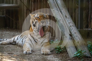 The Siberian tiger Panthera tigris tigris, also Amur tiger Panthera tigris altaica portrait on a dark background. Beautiful ma