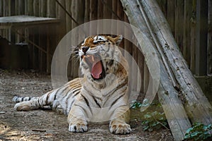 The Siberian tiger Panthera tigris tigris, also Amur tiger Panthera tigris altaica portrait on a dark background. Beautiful ma