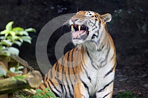The Siberian tiger Panthera tigris tigris, also Amur tiger Panthera tigris altaica portrait on a dark background. Beautiful
