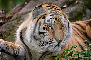 Siberian tiger panthera tigris altaica