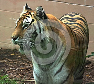 Siberian Tiger Or Panthera Tigris Altaica