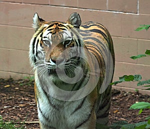 Siberian Tiger Or Panthera Tigris Altaica